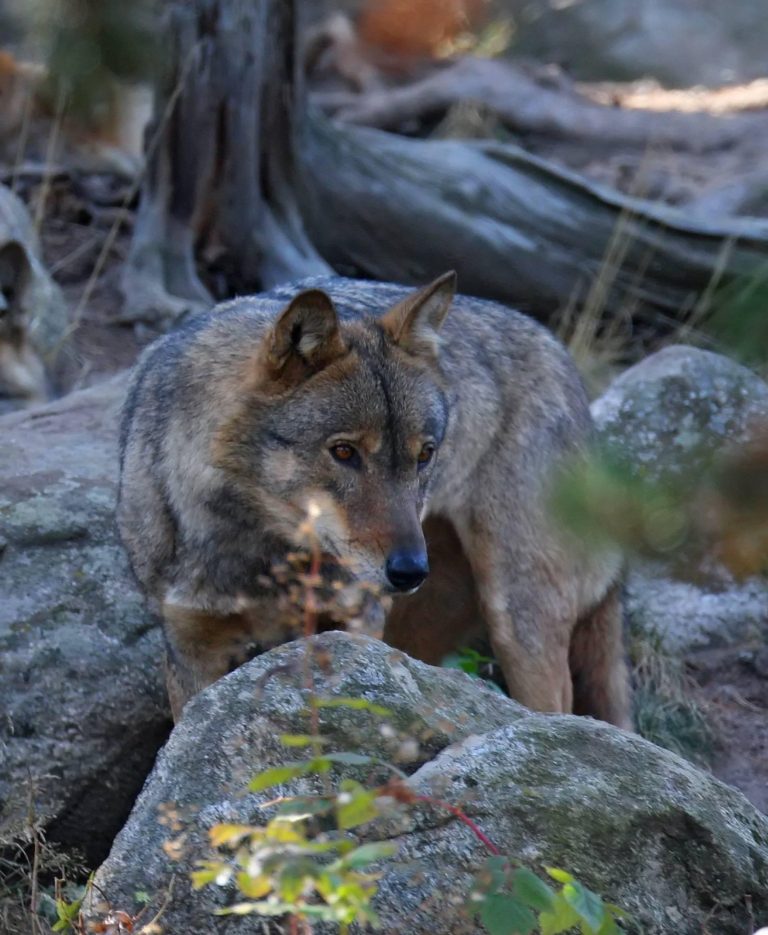 photo d'un loup grand prédateur en france