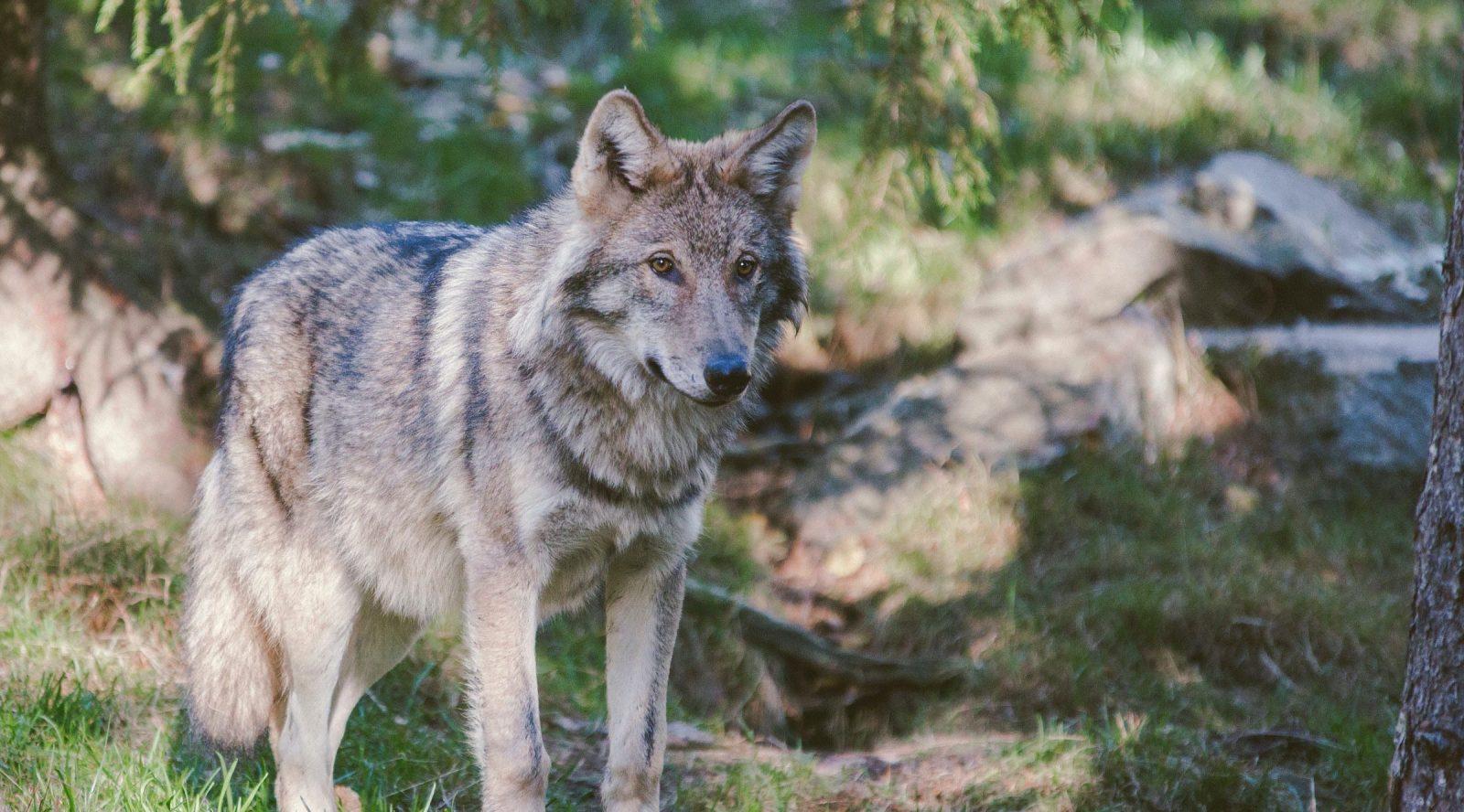 loup en forêt en france grand prédateur chasse