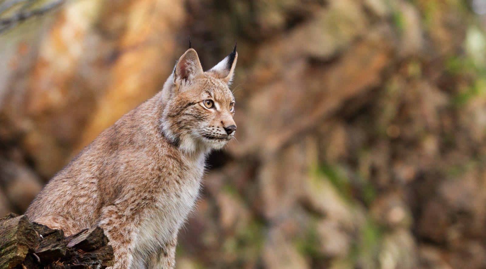 Le lynx et les missions de l'ONCFS