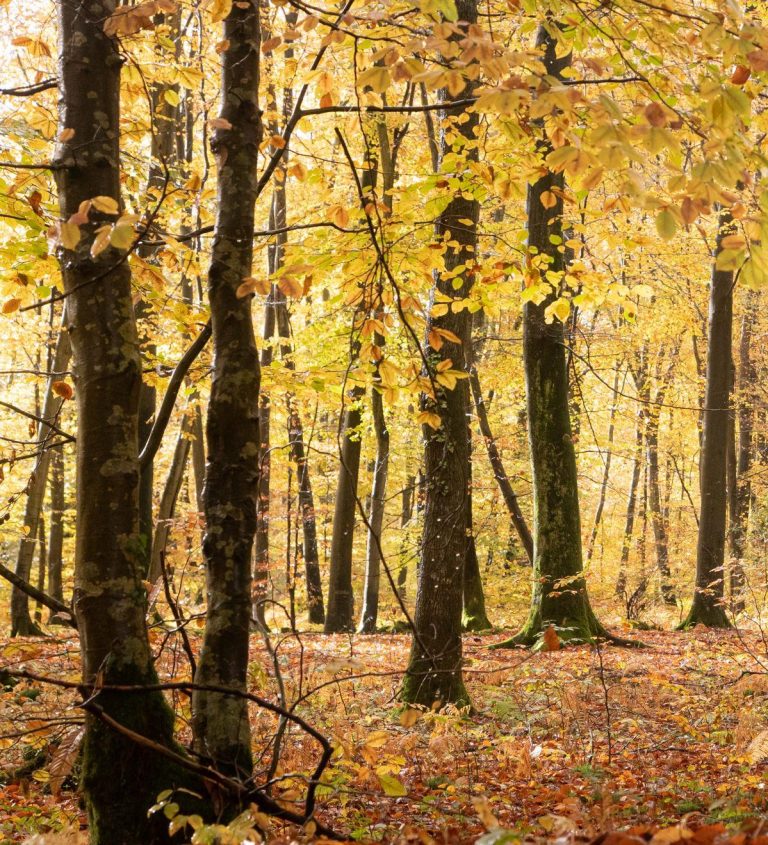 Forêt en automne