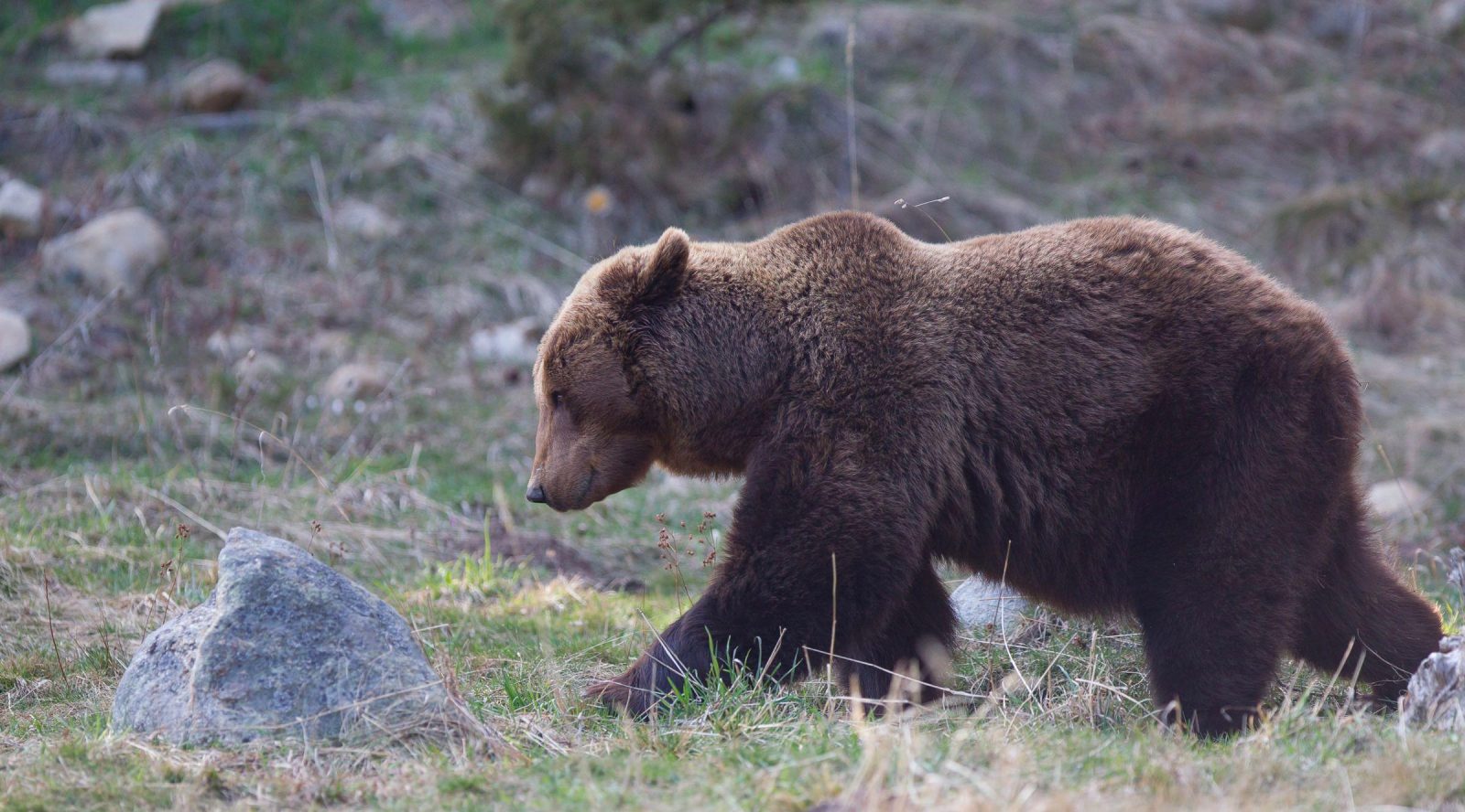 ours brun france grand prédateur chasse