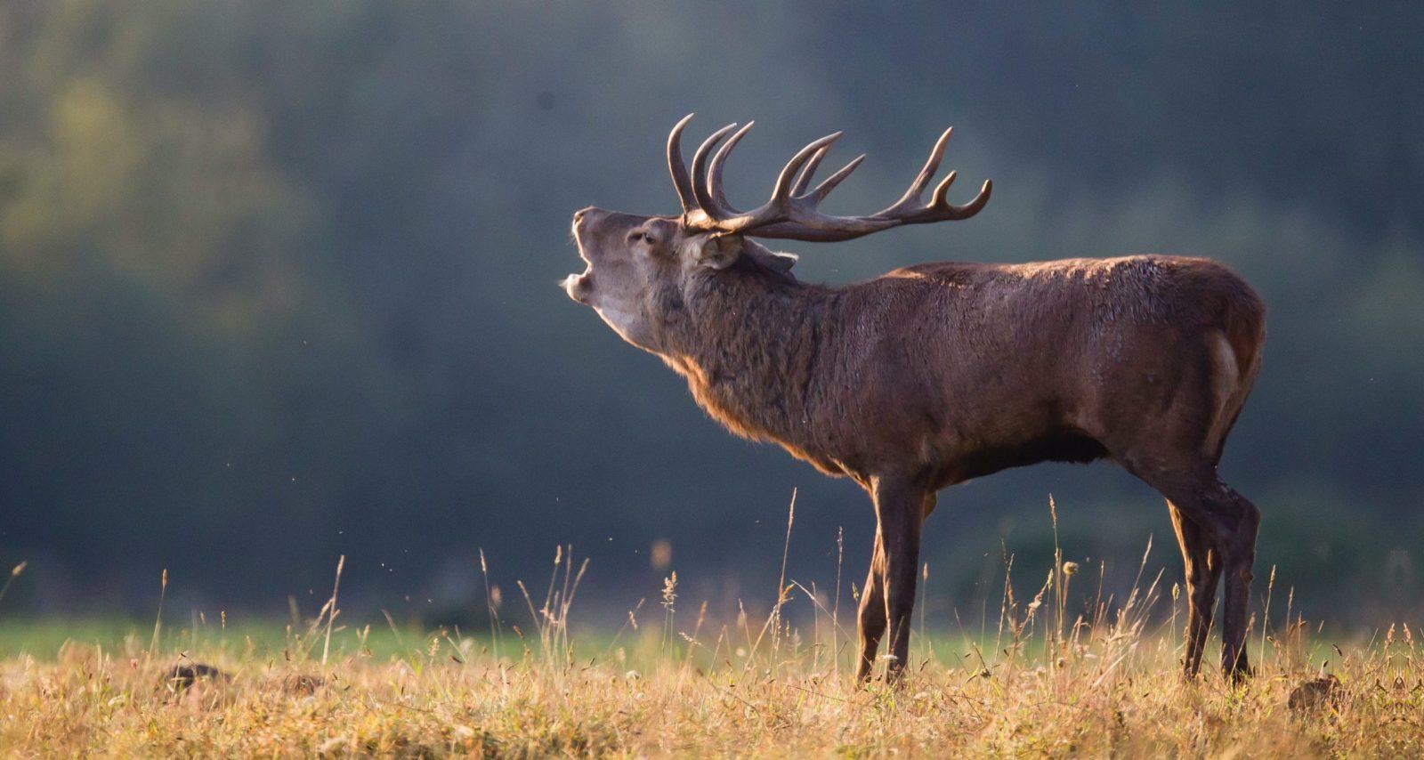 Cerf dix cors qui brame dans un champs