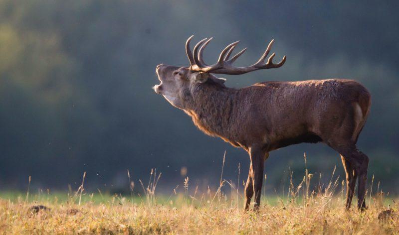 Cerf dix cors qui brame dans un champs