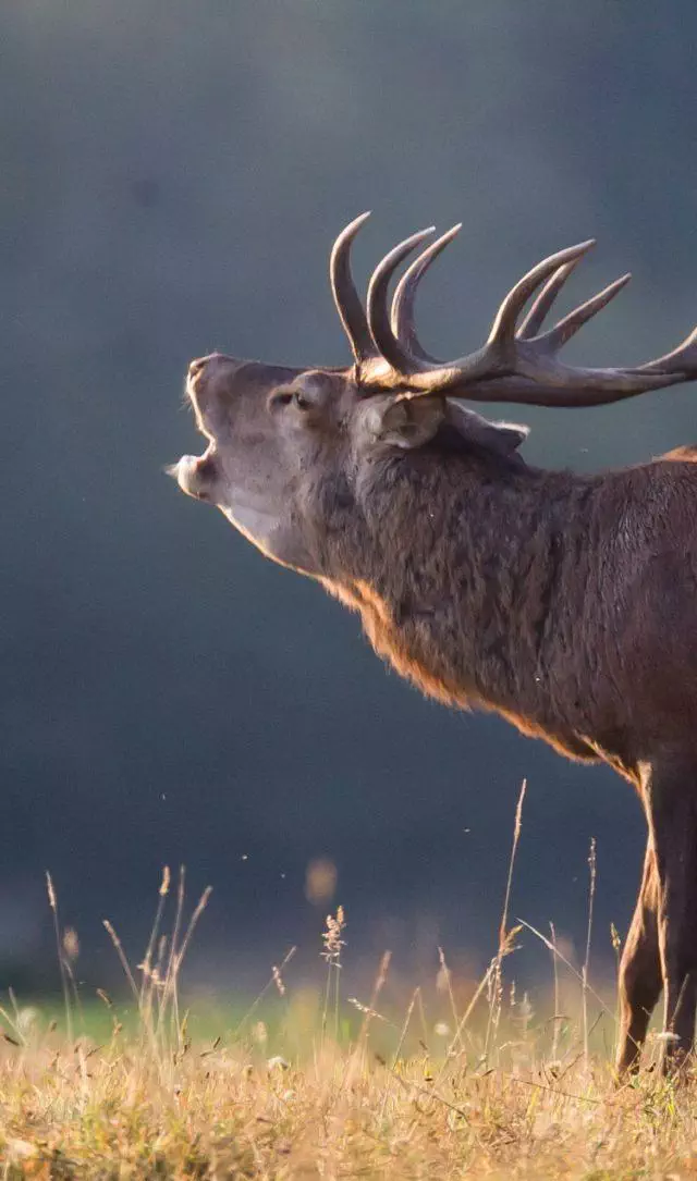 Cerf dix cors qui brame dans un champs