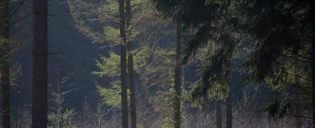 forêt