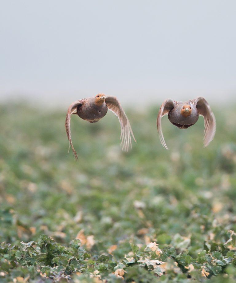 chasse gibier à plume