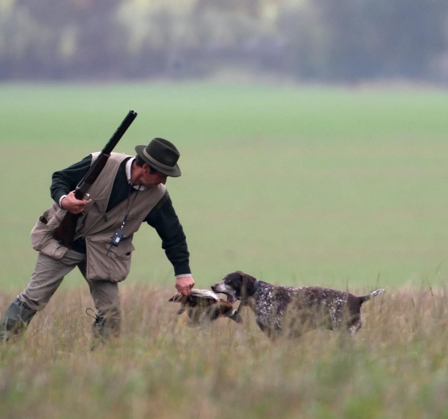 chasse petit gibier chien de chasse rapporte le gibier