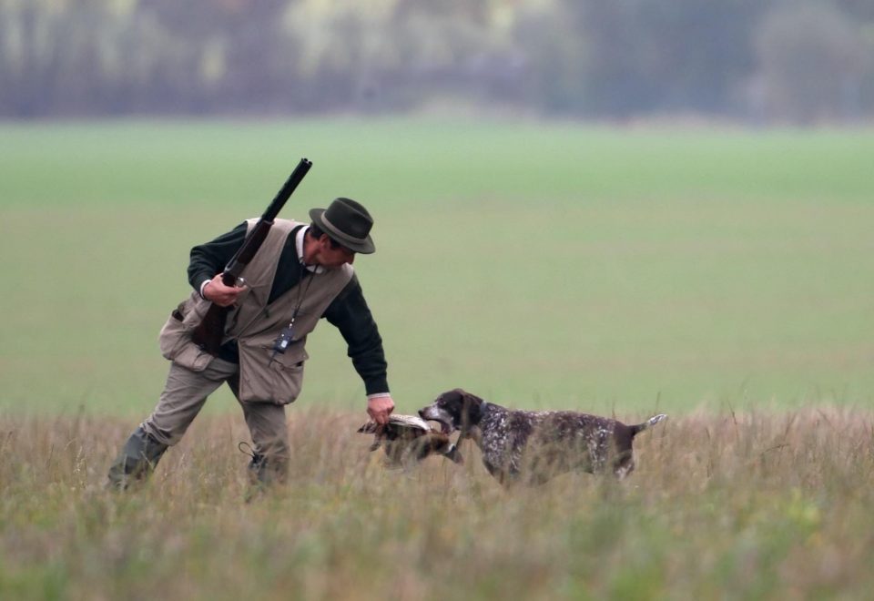 chasse petit gibier chien de chasse rapporte le gibier