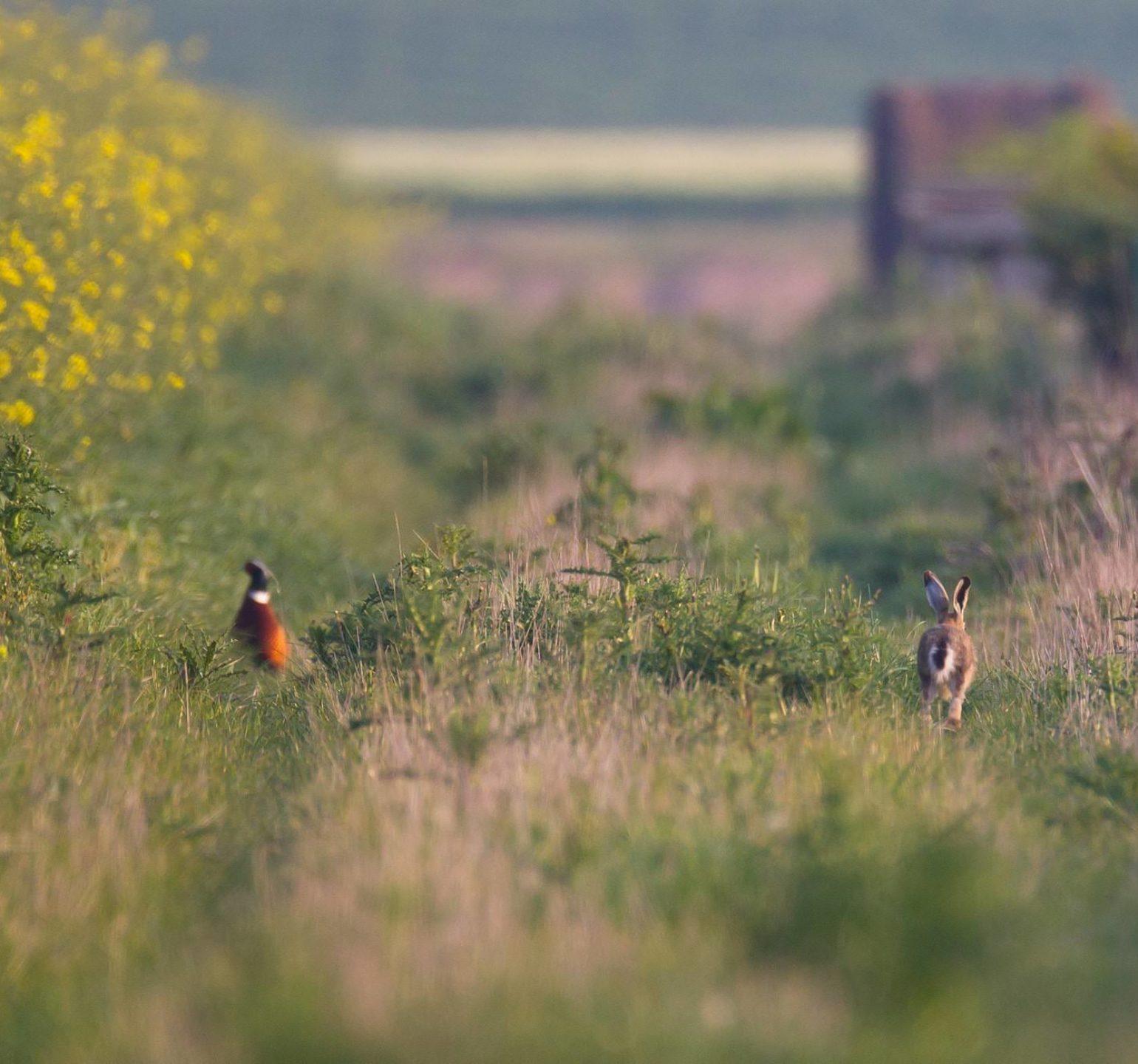 chasse faisan et lièvre dans un champs