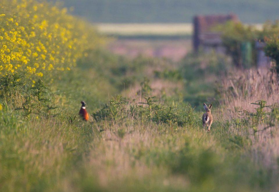 chasse faisan et lièvre dans un champs