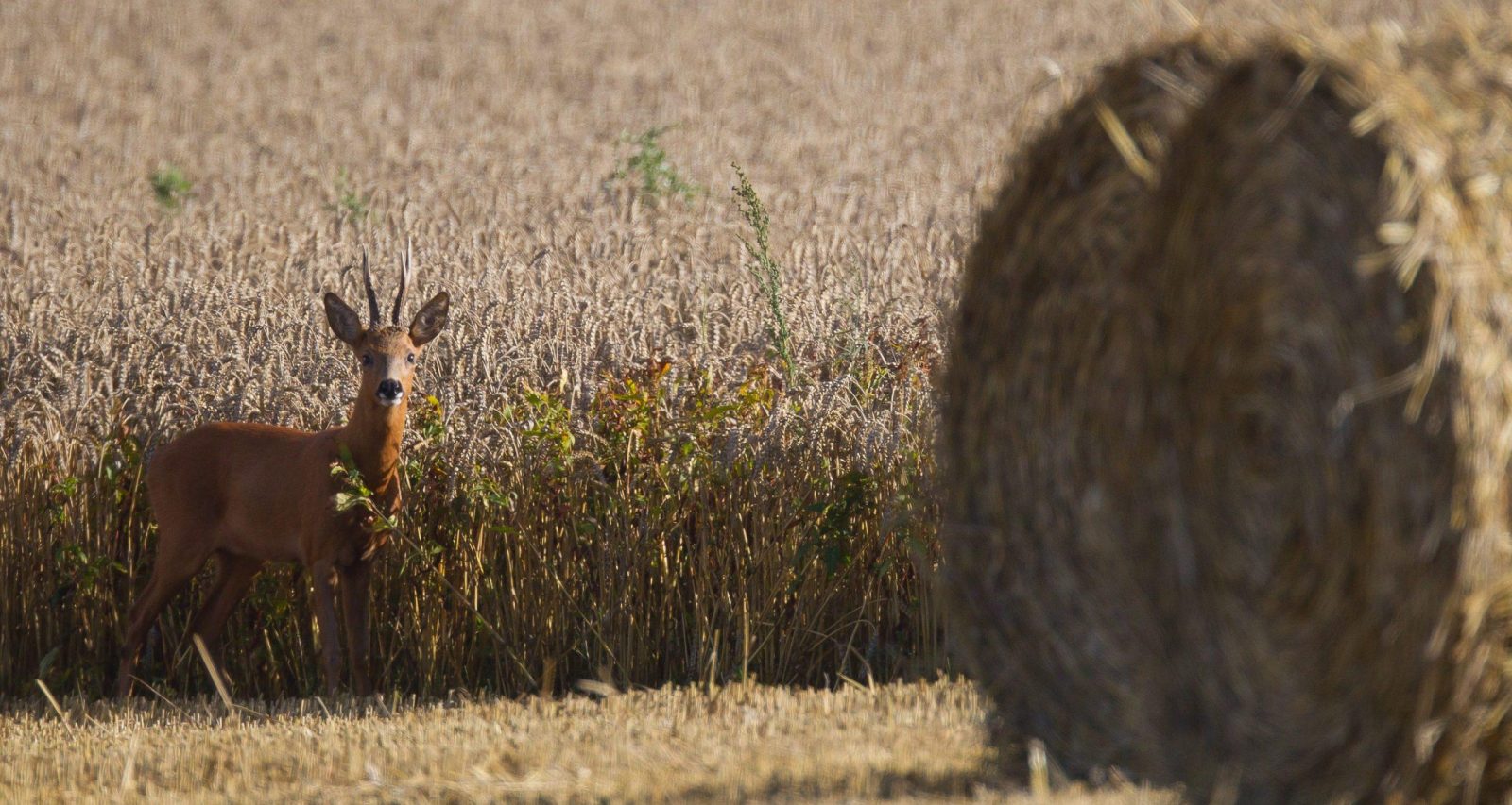 Un chevreuil brocard dans un champs