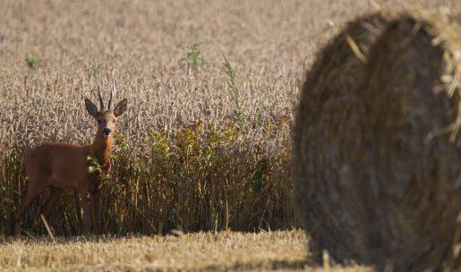 Un chevreuil brocard dans un champs