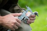 chasseur bague un jeune pigeon