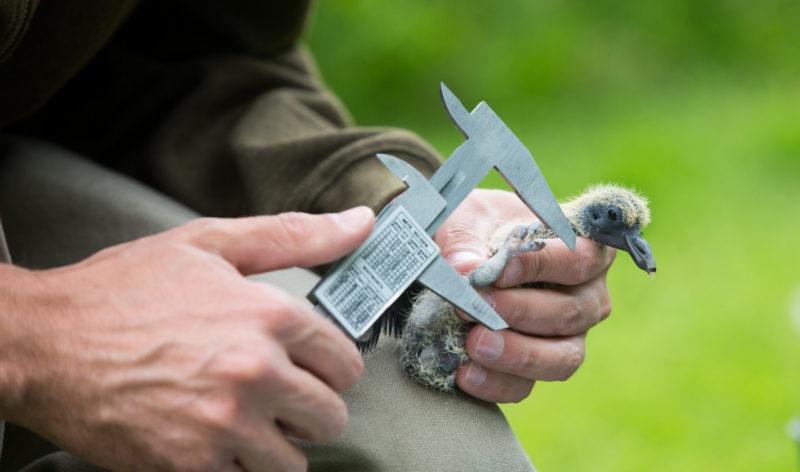 chasseur bague un jeune pigeon