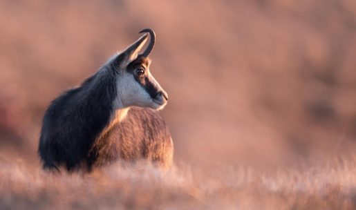 photo isard ou chamois