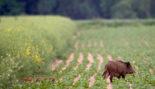 Un sanglier dans un champs cultivé dégâts de gibier