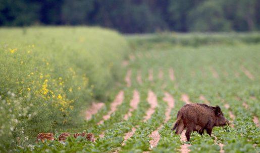 Un sanglier dans un champs cultivé dégâts de gibier