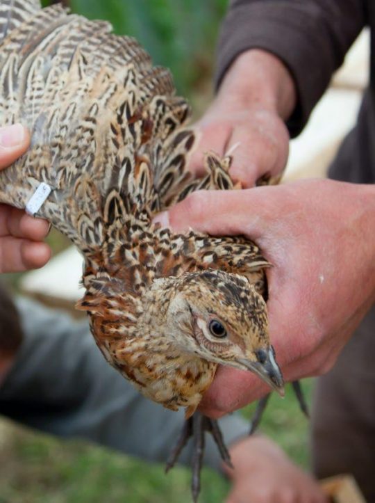 baguage d'un oiseau par des chasseurs