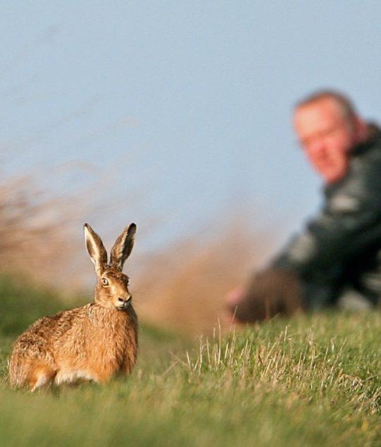 Un lièvre dans un champs