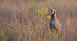 perdrix photo champs chasse