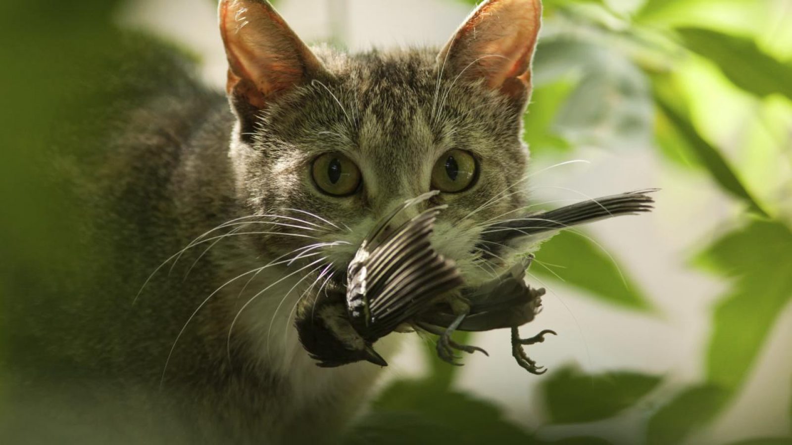 Le chat, premier prédateur de la biodiversité ? - Le Messager