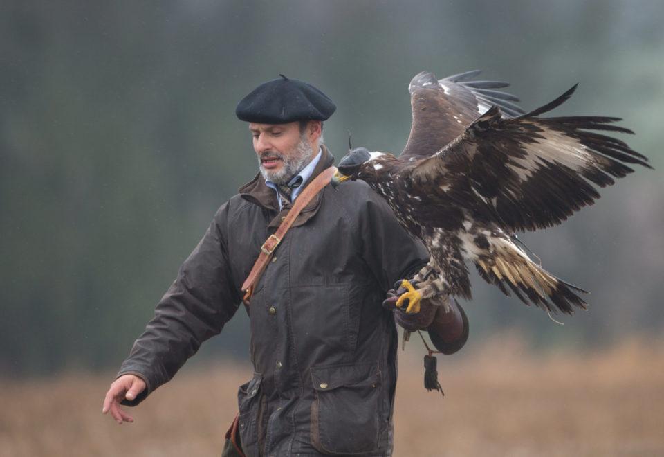 Chasseur chasse au vol avec son oiseau