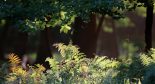 forêt rayon de soleil fougères