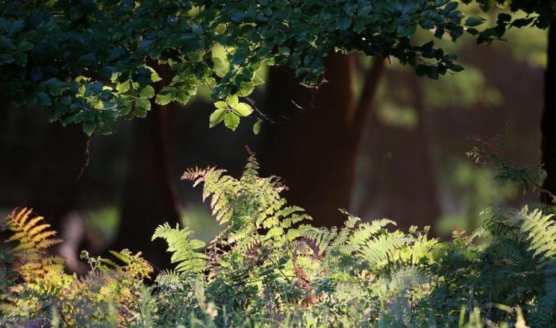 forêt rayon de soleil fougères