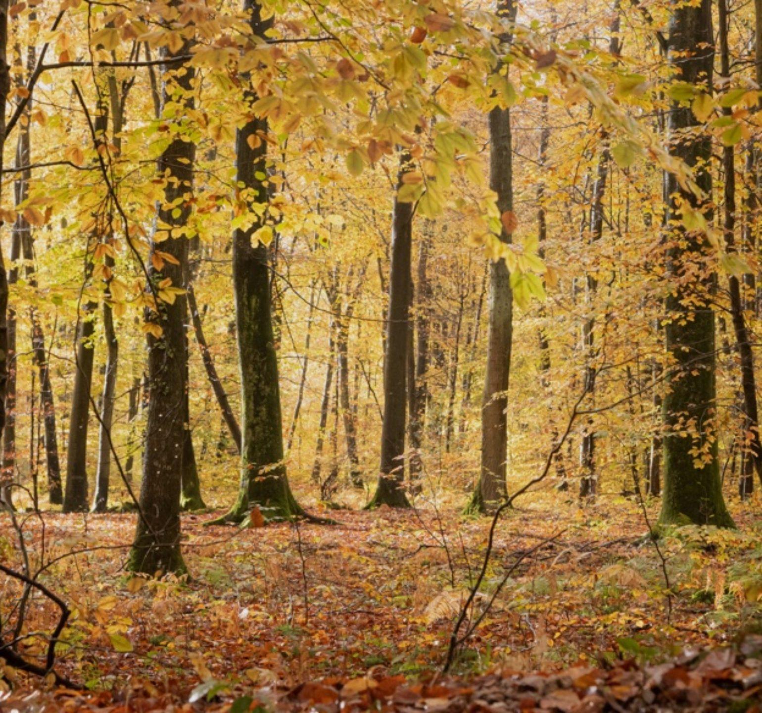 forêt à l'automne