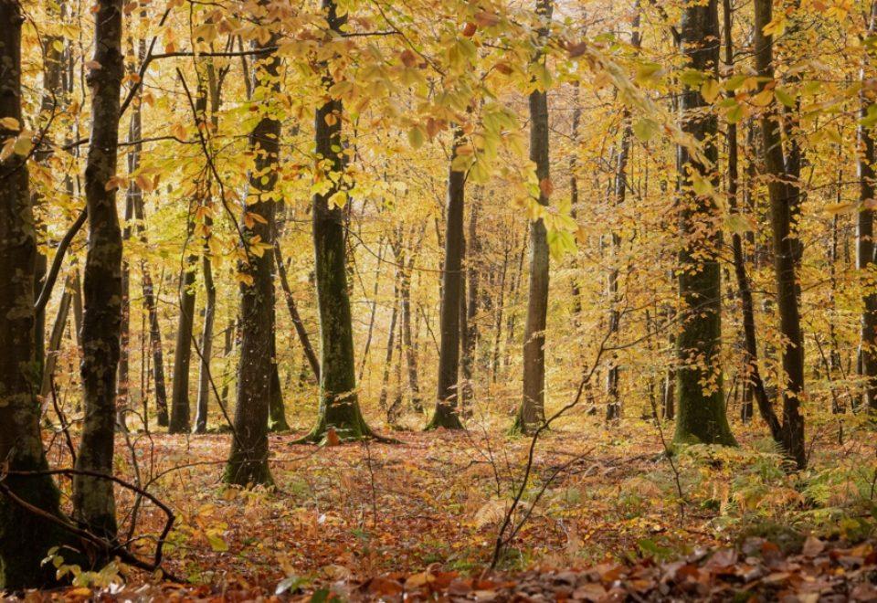 forêt à l'automne