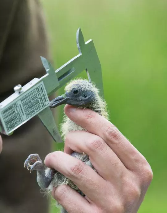 Action technique des chasseurs en faveur des oiseaux