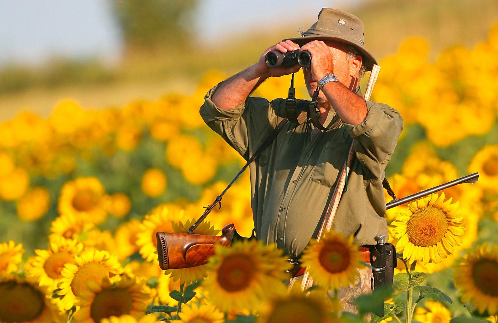 chasseur chasse à l'approche champs de tournesols