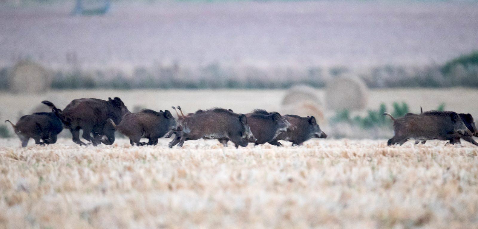 compagnie de sangliers en plaine