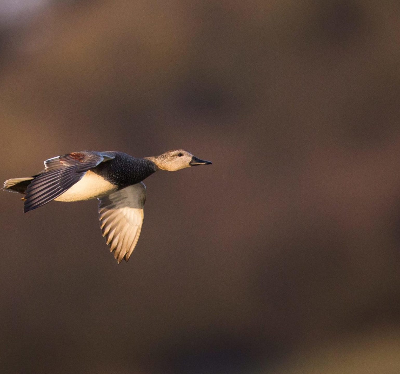 photo canard chipeau