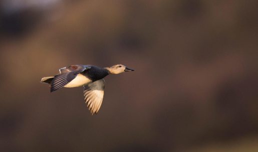 photo canard chipeau