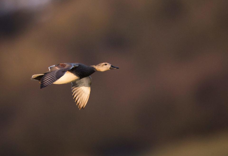 photo canard chipeau