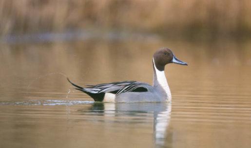 photo Canard pilet