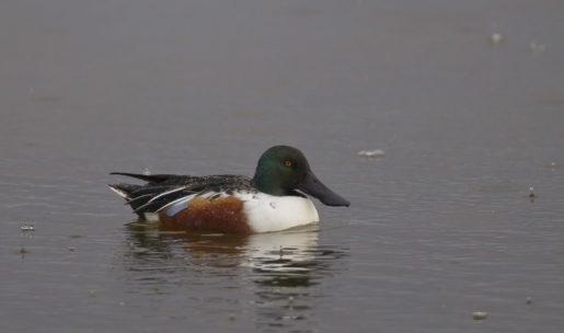 photo Canard souchet