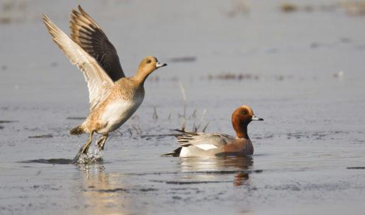 photo Canard siffleur