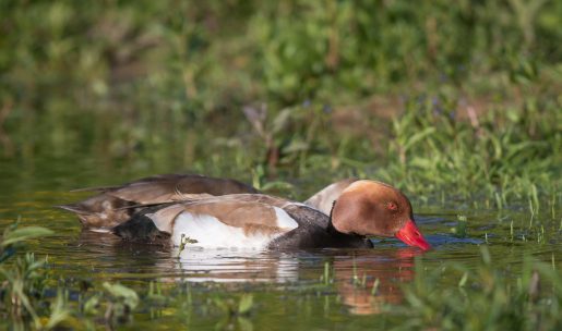 photo Nette rousse