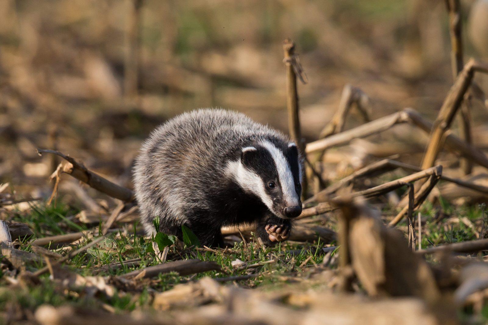 vénerie sous terre chasse au blaireau