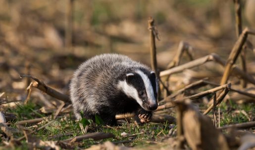 vénerie sous terre chasse au blaireau