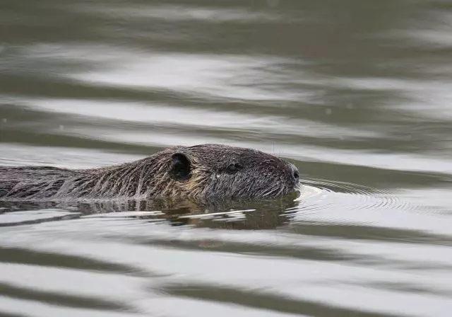 Tout Savoir Sur Le Ragondin Espece Calssee Nuisible En France Fnc Tout Savoir Sur Le Ragondin Espece Calssee Nuisible En France Fnc