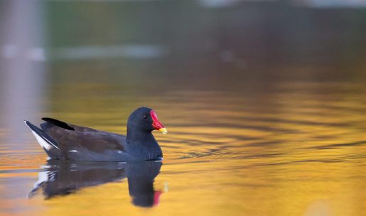 photo Poule d’eau