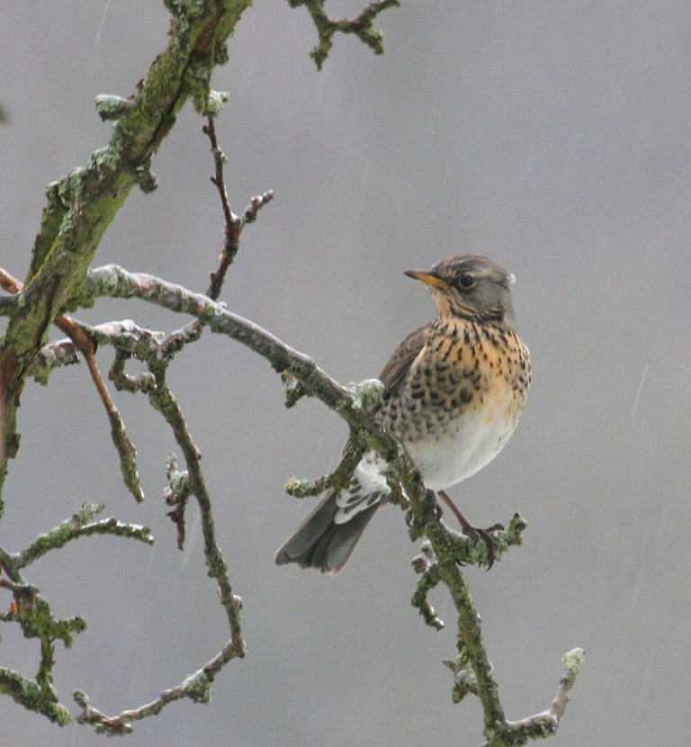 chasse oiseau