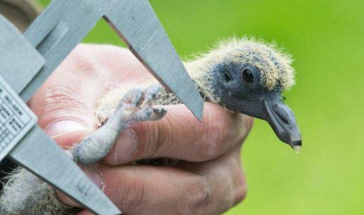 bébé oiseau chasseur mesure mobile