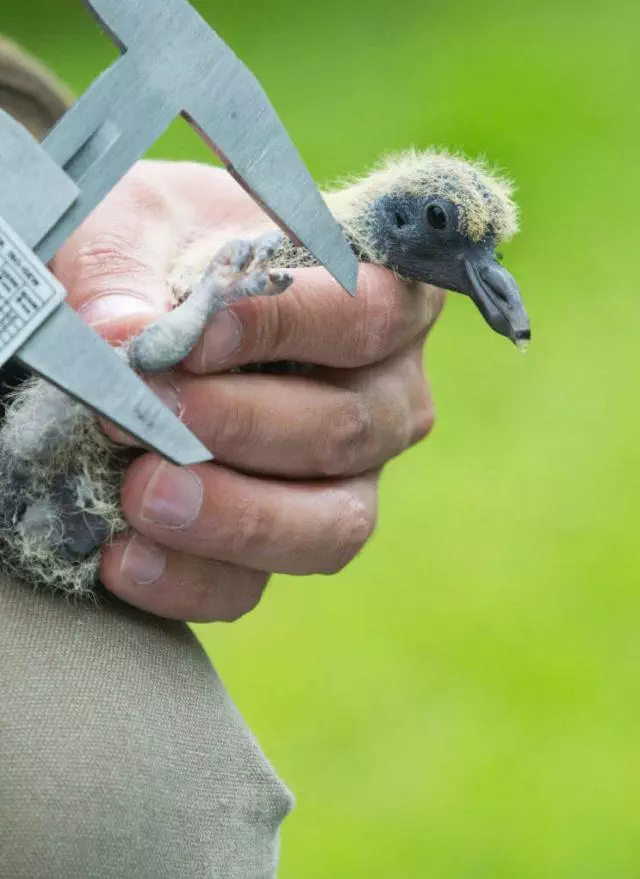 chasseur bague un jeune pigeon