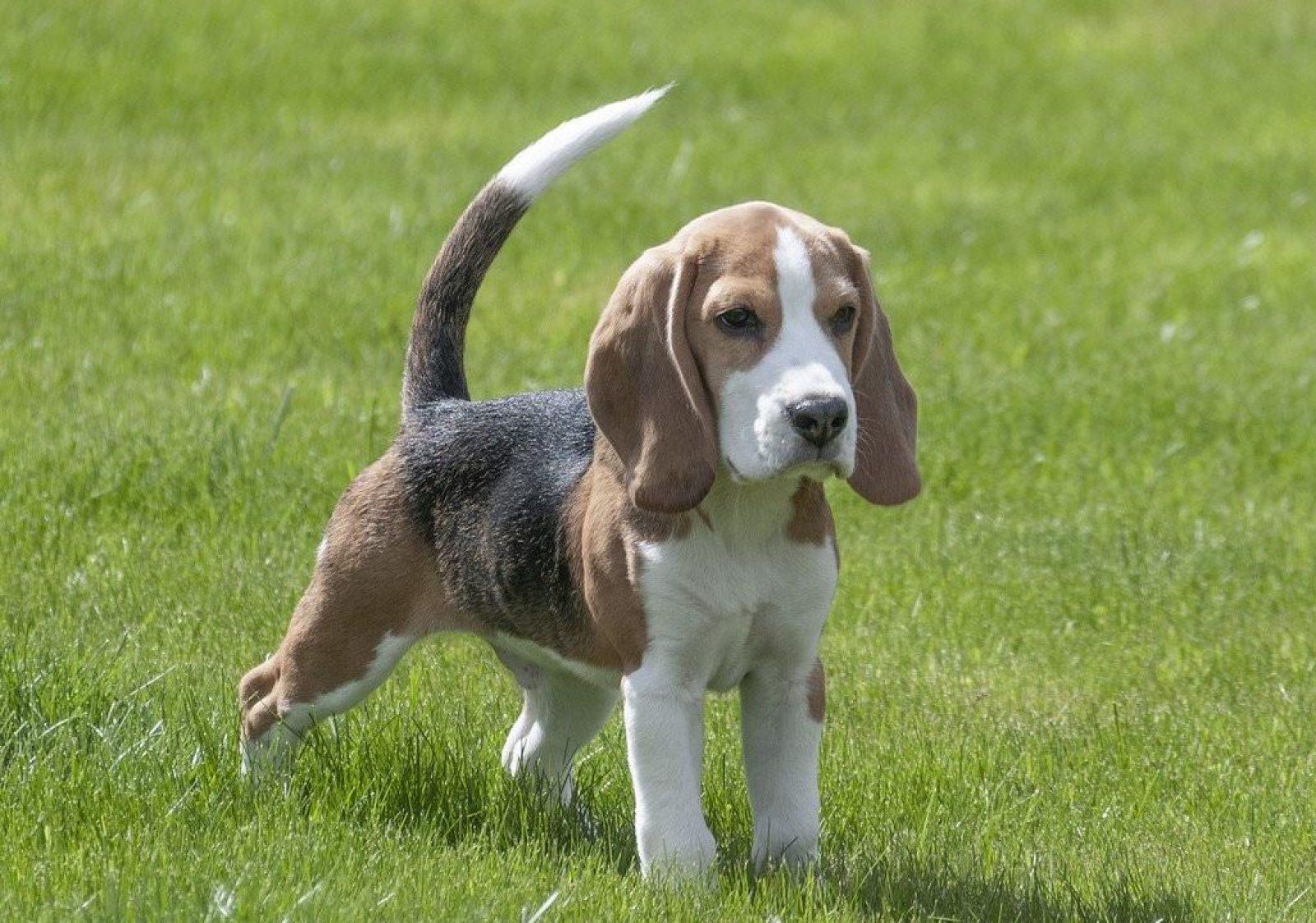 Chien de race Beagle