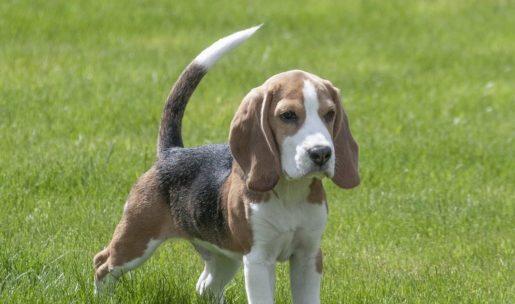 Chien de race Beagle