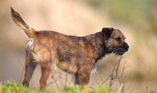 Chien de chasse de race border terrier